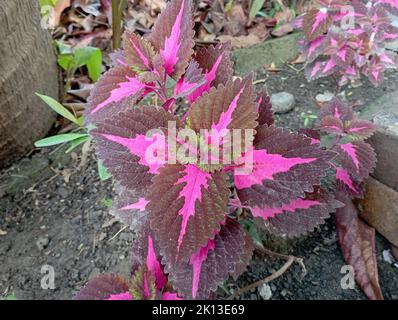 Eine Nahaufnahme der Coleus-Kräuterpflanze Stockfoto