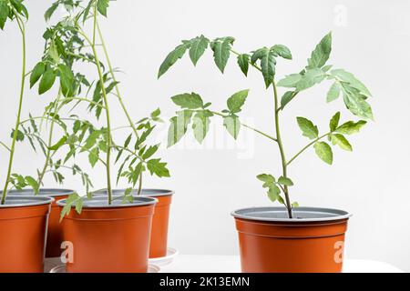 Tomaten aus Samen anbauen, Schritt für Schritt. Schritt 10 - Sämlinge wachsen in Töpfen Stockfoto