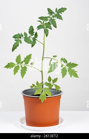 Tomaten aus Samen anbauen, Schritt für Schritt. Schritt 10 - Sämlinge wachsen in Töpfen Stockfoto