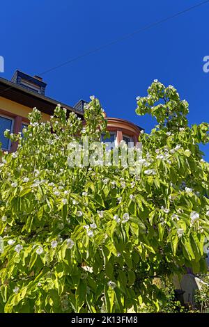 Quittenbaum, Blüten, weiß *** Ortsüberschrift *** Europa, Deutschland, Rheinland-Pfalz, Speyer, St.-German-Straße, Schum-Stadt, Quitten, Blüten, Stockfoto