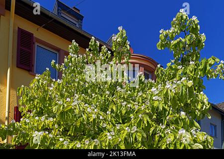 Quittenbaum, Blüten, weiß *** Ortsüberschrift *** Europa, Deutschland, Rheinland-Pfalz, Speyer, St.-German-Straße, Schum-City, Quitten, Blüten, Stockfoto