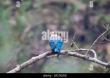 Eine Nahaufnahme des Storchschnabel-Eisvogels, Pelargopsis capensis, der auf dem Ast thront. Stockfoto