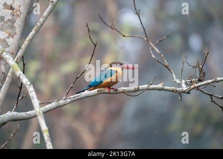 Eine Nahaufnahme des Storchschnabel-Eisvogels, Pelargopsis capensis, der auf dem Ast thront. Stockfoto