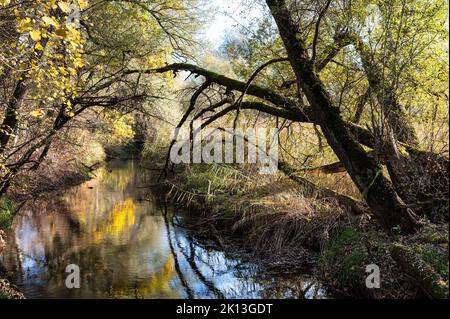 In der herbstlichen Kleinhöchstettenau in der Gemeinde Rubigen am 07.11.2021. *** Ortsüberschrift *** Aue, Aue, Baum, Bäume, Flusslandschaft Stockfoto