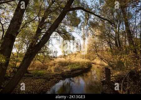 In der herbstlichen Kleinhöchstettenau in der Gemeinde Rubigen am 07.11.2021. Stockfoto