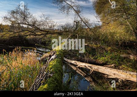 In der herbstlichen Kleinhöchstettenau in der Gemeinde Rubigen am 07.11.2021. Stockfoto