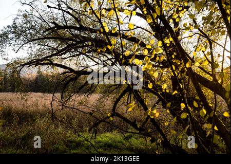 In der herbstlichen Kleinhöchstettenau in der Gemeinde Rubigen am 07.11.2021. Stockfoto