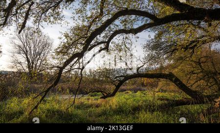 In der herbstlichen Kleinhöchstettenau in der Gemeinde Rubigen am 07.11.2021. *** Lokale Bildunterschrift *** Aue, Aue, Baum, Bäume, Flussland Stockfoto