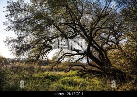 In der herbstlichen Kleinhöchstettenau in der Gemeinde Rubigen am 07.11.2021. *** Lokale Bildunterschrift *** Aue, Aue, Baum, Bäume, Flussland Stockfoto