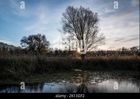 In der herbstlichen Kleinhöchstettenau in der Gemeinde Rubigen am 07.11.2021. *** Ortsüberschrift *** Aare, Aue, Aue, Baum, Bäume, rive Stockfoto