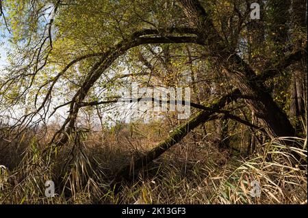 In der herbstlichen Kleinhöchstettenau in der Gemeinde Rubigen am 07.11.2021. *** Lokale Bildunterschrift *** Aue, Aue, Baum, Bäume, Flussland Stockfoto