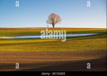 In Affoltern im Emmental am 13.02.2022. *** Ortsüberschrift *** Feld, Affoltern i.E., Baum, Emmental, Feld, Landschaft, Linden, Sommerlinden, Tilia Stockfoto