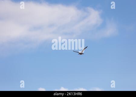 Ein Vogel, der in einem blauen, hellen Himmel fliegt Stockfoto