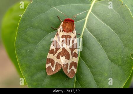 Brauner B r B renspinner Arctia Caja Arctiinae Nachtfalter Natur brauner-b-r-b-renspinner-arctia-caja-arctiinae-nachtfalter-natur