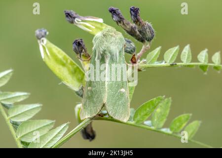 Grüneule, Eulenfalter, Calamia tridens, Trockenrasen-Grüneule, Noctuidae, Nachtfalter, Natur, Insekt, Schweiz, Lepidoptera, Schmetterling, Insektenste Stockfoto