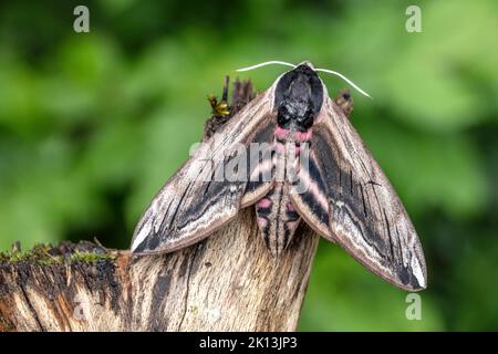 Ligusterschwärmer, Schwärmer, Sphinx ligustri, Sphingidae, Nachtfalter, Natur, Insekt, Schweiz, Lepidoptera, Schmetterling, Insektensterben, Motten, N Stockfoto