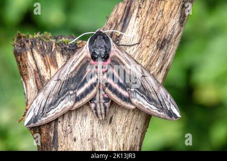 Ligusterschwärmer, Schwärmer, Sphinx ligustri, Sphingidae, Nachtfalter, Natur, Insekt, Schweiz, Lepidoptera, Schmetterling, Insektensterben, Motten, N Stockfoto