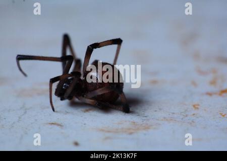 Nahaufnahme einer braunen Witwe (Latrodectus geometricus), die auf dem Boden kriecht Stockfoto