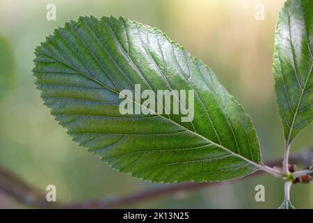 Sorbus Arie Blatt Stockfoto
