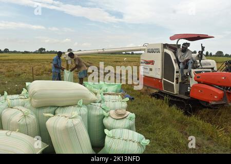 Kilinochchi, Sri Lanka. 28.. Juli 2022. Bauern ernten Reis. Sri Lanka erlebt seine schlimmste Wirtschaftskrise seit Jahrzehnten. Ein vorübergehendes Einfuhrverbot für Kunstdünger im vergangenen Jahr hatte weitreichende Folgen für die Nahrungsmittelproduktion im Inselstaat. (To dpa 'Sri Lanka steht vor Nahrungsmittelkrise - Bauern kämpfen ums Überleben') Quelle: S. Rubatheesan/dpa/Alamy Live News Stockfoto