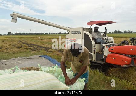 Kilinochchi, Sri Lanka. 28.. Juli 2022. Bauern ernten Reis. Sri Lanka erlebt seine schlimmste Wirtschaftskrise seit Jahrzehnten. Ein vorübergehendes Einfuhrverbot für Kunstdünger im vergangenen Jahr hatte weitreichende Folgen für die Nahrungsmittelproduktion im Inselstaat. (To dpa 'Sri Lanka steht vor Nahrungsmittelkrise - Bauern kämpfen ums Überleben') Quelle: S. Rubatheesan/dpa/Alamy Live News Stockfoto