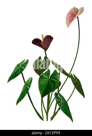 3D Rendering von tropisch blühenden Anthurium-Pflanzen oder Flamingo-Lilien isoliert auf weißem Hintergrund Stockfoto