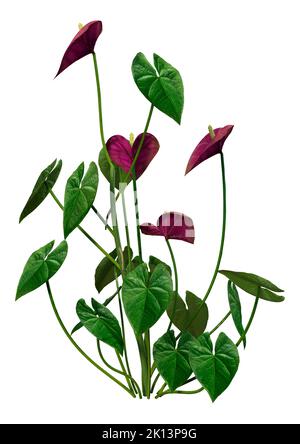 3D Rendering von tropisch blühenden Anthurium-Pflanzen oder Flamingo-Lilien isoliert auf weißem Hintergrund Stockfoto