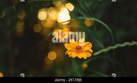 Prächtige gelbe Blüten vor dem Hintergrund eines sommerlichen Sonnenuntergangs im Wald. Stockfoto