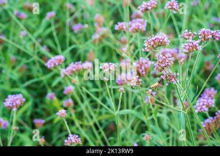 Blumen in der Natur mit Bienen, die nach Pollen fliegen. Stockfoto
