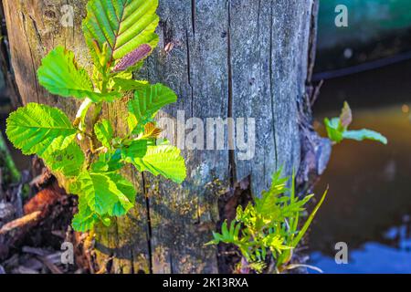 Kleine Eichen und andere Pflanzen wachsen auf dem alten Baumstamm am Bederkesa-See im Geestland Bad Bederkesa Cuxhaven Niedersachsen Deutschland. Stockfoto