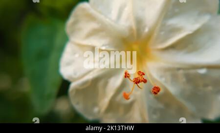 Eine Nahaufnahme von weißen Mirabilis jalapa-Anthern, dem Wunder Perus oder einer vier-Uhr-Blume. Stockfoto