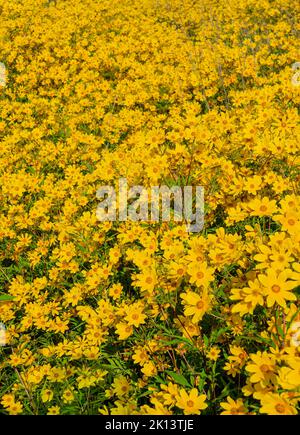 Ein Feld von Tickseed-Sonnenblumen zeigt ein Muster von gelben Wildblumen im Goose Lake Prairat State Park in Grundy County, Illinois Stockfoto