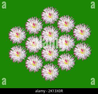 Bellis perennis Gänseblümchen Blume isoliert Stockfoto