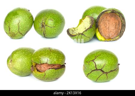 Set von Walnuss in gerissenen Perikarp isoliert auf einem weißen Hintergrund. Sammlung von Walnüssen in grünen Perikarp Stockfoto