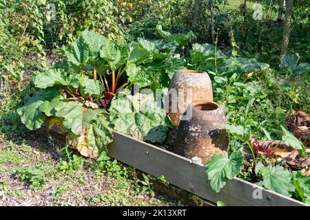 Rhabarberpflanzen im Sommer neben einem Paar Terrakotta-Rhabarberforscher in einem englischen Landgarten Stockfoto