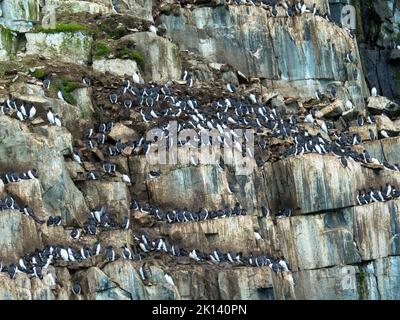 Dickschnabelkolonie Murres an der Vogelklippe Alkefjellet. Heimat von über 60.000 Paaren von Brunnichs Guillemots. Hinloopen, Spitzbergen, Spitzbergen Stockfoto