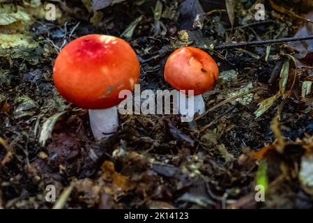 Eine Nahaufnahme von Russula emetica, allgemein bekannt als der Sickener. Stockfoto