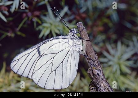 Schwarz-geäderter weißer Schmetterling, bedeckt mit Wassertropfen, Aporia crataegi, Pieridae Stockfoto