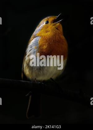 Das vertikale Makro eines europäischen Rotkehls thront auf dem Ast vor dem schwarzen Hintergrund Stockfoto