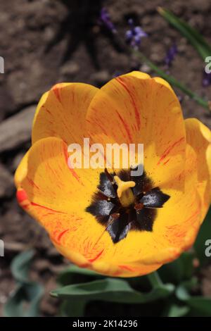 Ein genauerer Blick auf das Innere einer gelben Tulpe Stockfoto