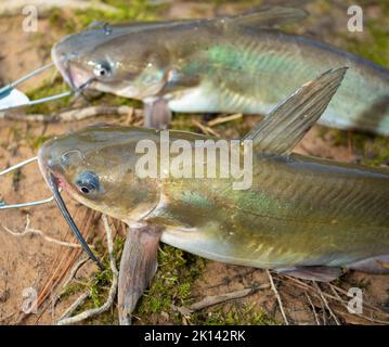 Bunte Wels, die vom Fischen und auf einem Stringer gefangen werden Stockfoto