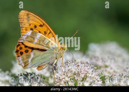 Männlicher, silbergewaschenen fatillären Schmetterling (Argynnis paphia). Stockfoto