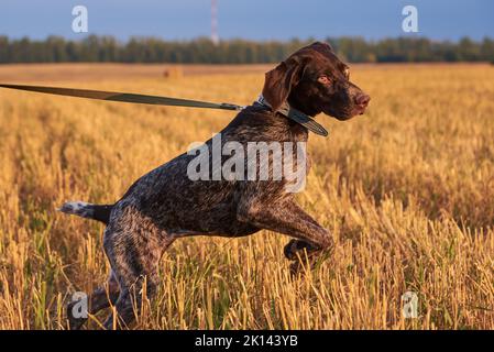 Deutscher Kurzhaarzeiger in einem Mown-Feld bei Sonnenuntergang. Stockfoto