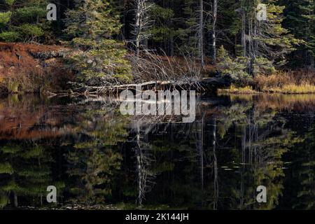 Eine Spiegelung eines gefallenen Baumes auf einem ruhigen See Stockfoto