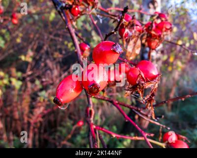 Die leuchtend roten Hagebutten einer im Shot-Stil gehaltenen Feldrose, Rosa stylosa, bedeckt mit Tau-Tropfen an einem frühen nebligen Morgen Stockfoto