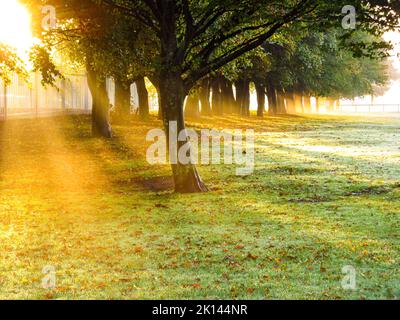 Magischer Blick auf das goldene erste Licht der Dämmerung, das durch eine Baumreihe scheint. Stockfoto