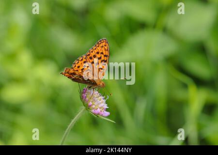 Hoher brauner Fritillarschmetterling (Fabriciana adippe). Stockfoto