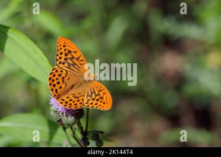 Männlicher, silbergewaschenen fatillären Schmetterling (Argynnis paphia). Stockfoto