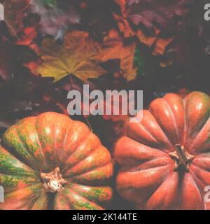 Halloween. Stillleben im Herbst mit Kürbissen, Maiskolben und Blättern auf Holzgrund Stockfoto