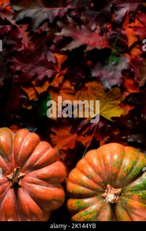 Halloween. Stillleben im Herbst mit Kürbissen, Maiskolben und Blättern auf Holzgrund Stockfoto